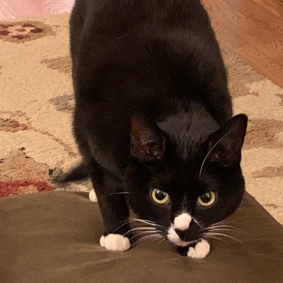 Meet your Posher, Mitchell - Picture 1 of 1